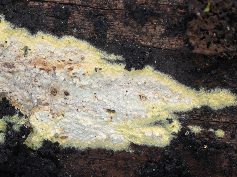 Amylocorticium canadense